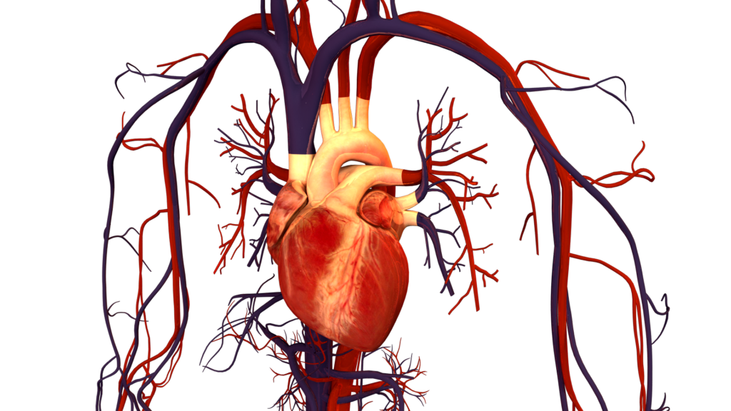 Understanding Congestive Heart Failure and How It Affects the Circulatory System
