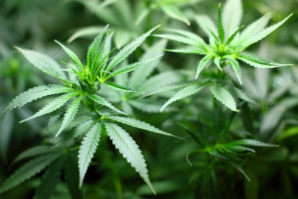 How Medical Marijuana Can Be Part of Pain Management Plans