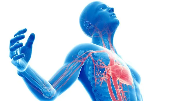 Understanding the Impact of Vascular Disease on Overall Health