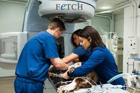 Understanding the Role of Radiation Therapy in Treating Tumors